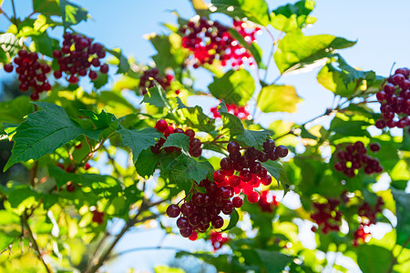 红生子树枝浆果季节孤独水果食物树叶荚蒾灌木叶子衬套植物群图片
