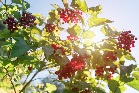 红生子树枝浆果荚蒾宏观叶子花园树叶咳嗽灌木孤独食物季节图片