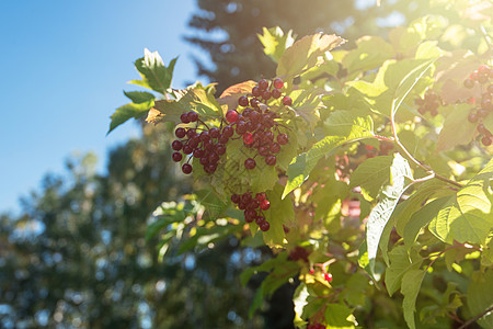 红生子树枝浆果收成宏观枝条灌木叶子植物群食物季节水果孤独图片