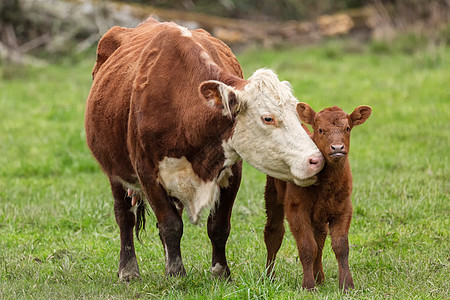 Momma Cow 和 Calf 分享一个符号图片