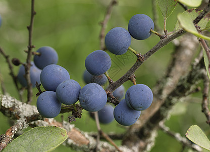 小紫羽子在树枝上成熟收成枝条草本植物李子蓝色黑刺季节水果荒野园艺图片