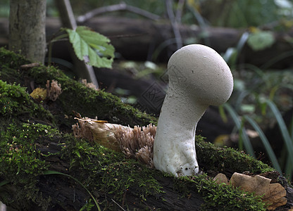 在秋天的森林里种植蘑菇 利科佩顿花生图片