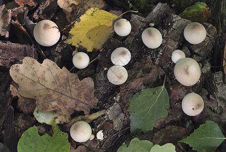秋天的森林里生长着蘑菇 莱科佩登血清素树桩黄色橙子苔藓树木伞菌季节树干图片