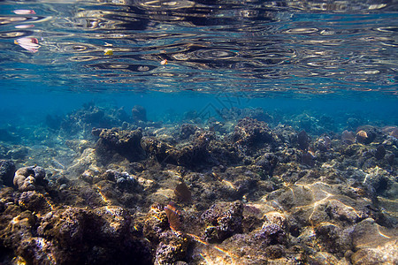 浅珊瑚礁环境植物生活海洋海藻太阳场景藻类海景水族图片