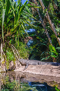 美国鳄鱼在洛罗帕克 特纳里夫 加那利群岛湿地动物群危险短吻鳄食肉蜥蜴野生动物动物池塘公园图片