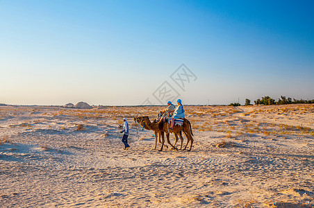突尼斯 非洲沙哈拉沙漠的Dromedary 骆驼荒野动物沙丘旅游蓝色旅行天空太阳阳光晴天图片
