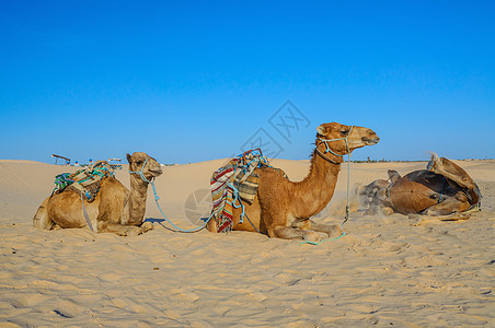位于突尼斯 非洲沙哈拉沙漠沙滩上的砂子上图片
