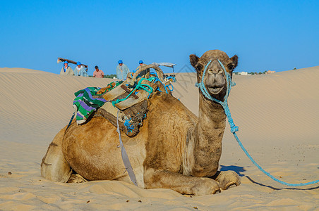 突尼斯 非洲沙哈拉沙漠的Dromedary 骆驼旅行蓝天婴儿晴天蓝色沙丘干旱旅游太阳动物图片