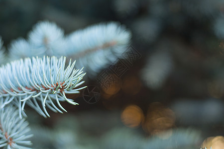 蓝杉的树枝云杉新年针叶季节性季节绿色森林植物蓝色宏观背景图片