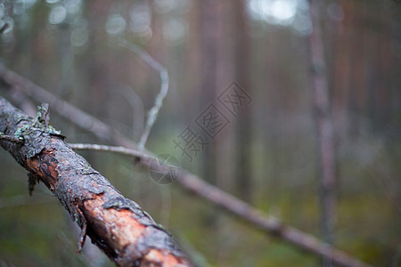 北部松林林地风景环境季节苔原生长苔藓公园树干木头图片