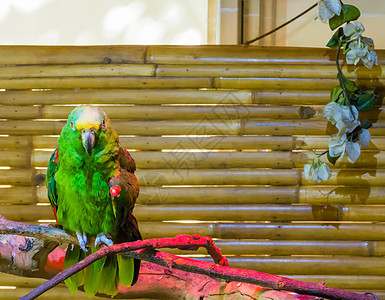 由于森林砍伐 濒危物种亚马孙鹦鹉或黄冠鹦鹉的绿色绿色 有生气的黄褐色环状图片