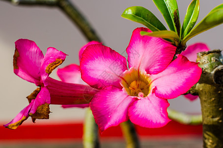 玫瑰花植物学热带百合花瓣叶子沙漠花园美丽生长生物学图片