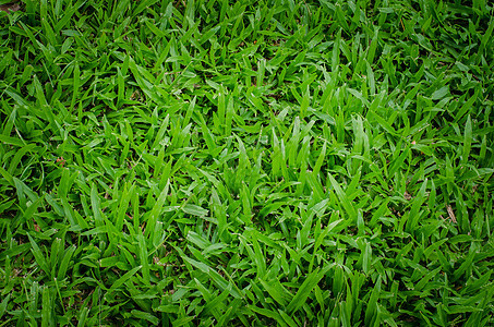 绿色绿草质植物植物学草原刀片生态草皮院子场地草地生长图片