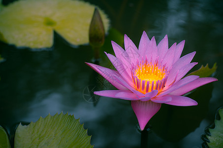 紫莲花花或水在池塘上开花植物学软垫花瓣绿色漂浮美丽植物百合植物群粉色图片