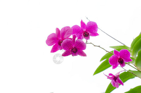 白色的紫兰花疗法花朵乐趣热带温泉香气紫色植物芳香粉色图片