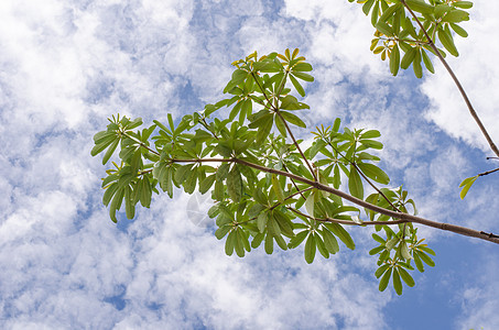 自然天空叶子季节森林植物学木头蓝色国家公园场景旅行图片