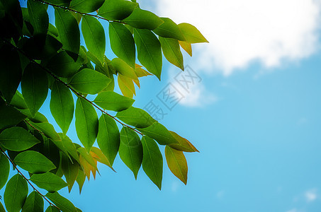 天空背景上的绿树叶花园森林美丽生长射线绿色耀斑植物叶子框架图片