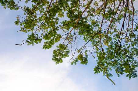 天空背景上的绿树叶耀斑植物射线生长花园美丽环境森林摄影太阳图片