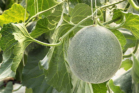 青色甜瓜的青嫩芽收获温室细绳水果热带场地食物农场花园植物图片