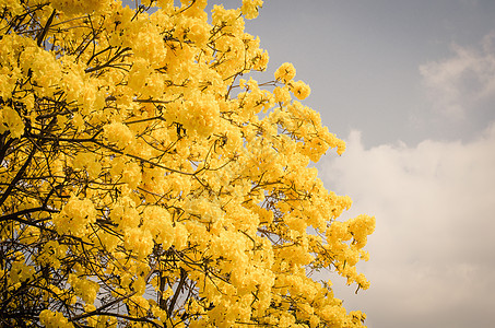 背景天空上的黄色塔布亚花朵热带喇叭植物菊花烟草植物群季节树干地毯公园图片