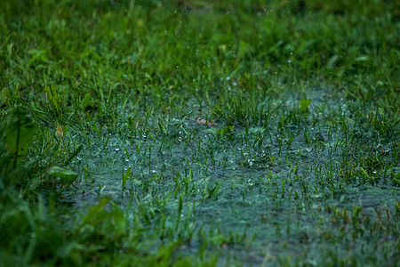 夏天的雨 草原上的雨滴花园绿色灾难草地粉色伤害风暴花朵森林淋浴图片