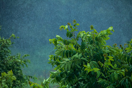 夏天的雨 草原上的雨滴伤害天气风暴粉色森林雷雨绿色花朵淋浴花园图片