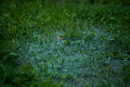 夏天的雨 草原上的雨滴花园伤害灾难花朵森林粉色淋浴草地天气雷雨图片