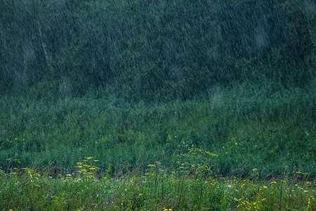 夏天的雨 草原上的雨滴灾难雷雨粉色绿色风暴伤害森林花园花朵草地图片