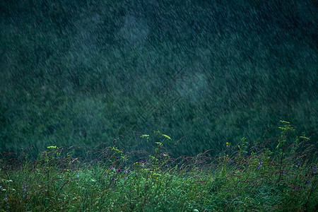 夏天的雨 草原上的雨滴绿色雷雨花朵风暴草地天气灾难粉色森林淋浴图片