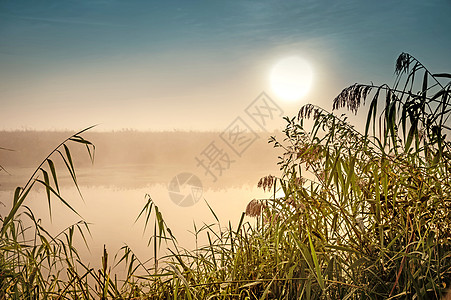 令人难以置信的神秘晨间风景 太阳 树 Reed和雾在水面上升起天空池塘月亮场景旅游光环反射射线阴霾支撑图片