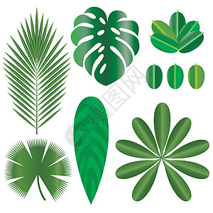 热带植物的叶子 孤立的项目 棕榈树 Schefflera图片