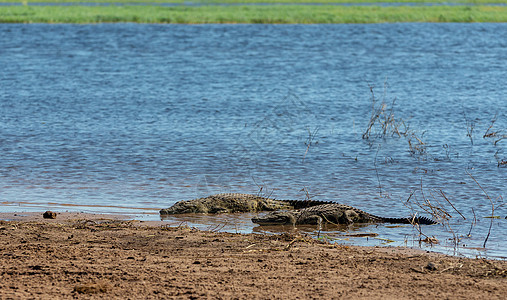 博茨瓦纳Chobe河的尼罗克罗科迪尔眼睛鳄属生物溪流生态猎人成人银行捕食者公园图片