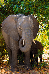 大象婴儿 博茨瓦纳野生生物图片