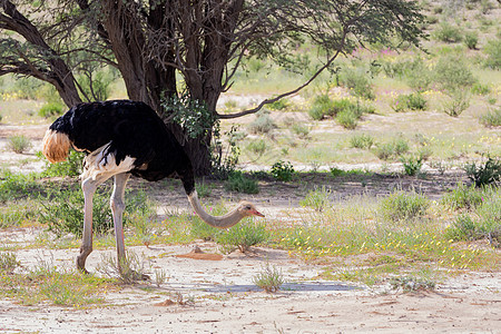 南非卡拉哈里的Ostrich 南非野生野生动物狩猎骆驼沙漠跑步鸟鸟羚羊荒野绿色国家动物公园图片