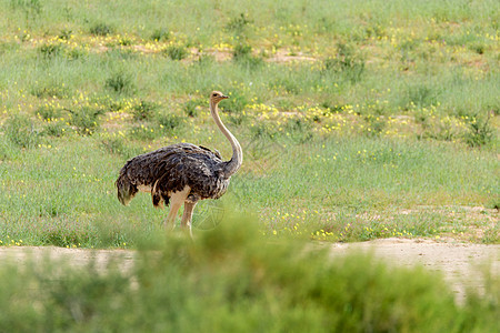 南非卡拉哈里的Ostrich 南非野生野生动物狩猎公园国家动物群骆驼沙漠跨境荒野绿色动物鸟鸟图片