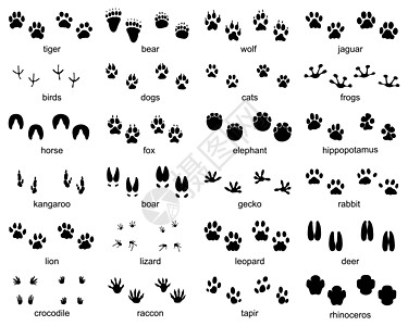 套野生动物脚印河马浣熊鳄鱼壁虎动物捕食者爪子小狗青蛙公猪图片