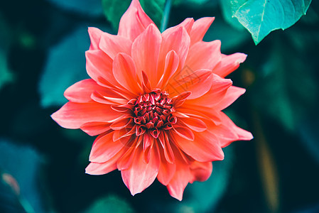 Dahlia 美丽的花朵大自然 在花园中孤立图片