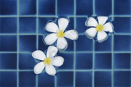 水中的鲜花游泳池方形休息三朵花白花水滴瓷砖蓝色水池图片