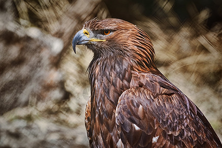 鹰的肖像野生动物账单棕色野性猎鹰羽毛捕食者鸟类眼睛荒野图片