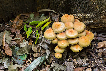 也称为森林秋季秋天的团团圆木林 在森林中被称作集成群状木蘑菇图片