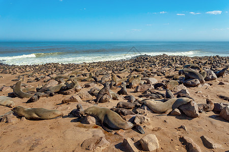 纳米比亚Cape Cross的棕色海豹捕食者石头海滩荒野海岸线海洋哺乳动物海岸殖民地小狗图片