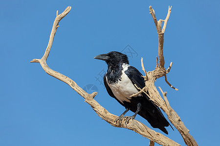 在纳米布沙漠里 乌鸦体重野生动物柏油国家海滩掠夺清道夫动物群账单花斑图片