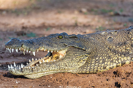 博茨瓦纳Chobe河的尼罗克罗科迪尔公园溪流猎人动物危险鳄属眼睛成人捕食者爬虫图片