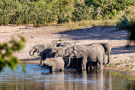 非洲大象 纳米比亚 非洲野生生物婴儿哺乳动物荒野野生动物游戏动物耳朵食草小牛水坑图片