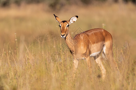 纳米比亚 非洲野生动物黑脸眼睛喇叭动物衬套哺乳动物动物群国家公园食草图片