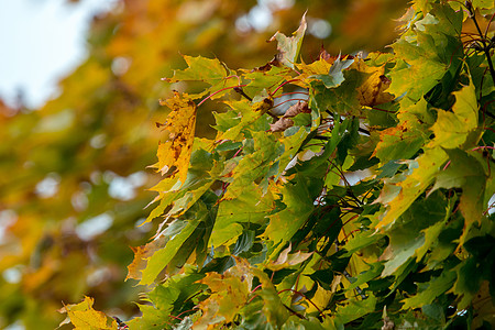 拉脱维亚的红树叶橙子森林明信片框架材料枫叶木头金子太阳叶子图片