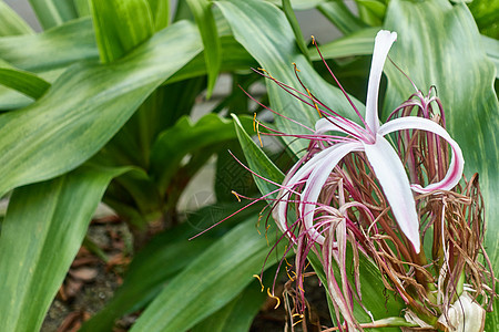 绿色绿叶模糊的或Crinum Lily图片