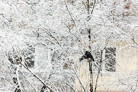 两只乌鸦坐在一棵雪树上 其背景是动物城市野生动物公园天空房子羽毛天气灰雀树木图片