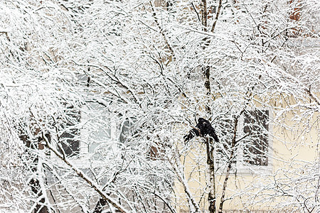 两只乌鸦坐在一棵雪树上 其背景是羽毛季节城市木头荒野森林天空天气野生动物环境图片
