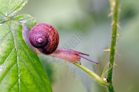 Snail正在移动图片